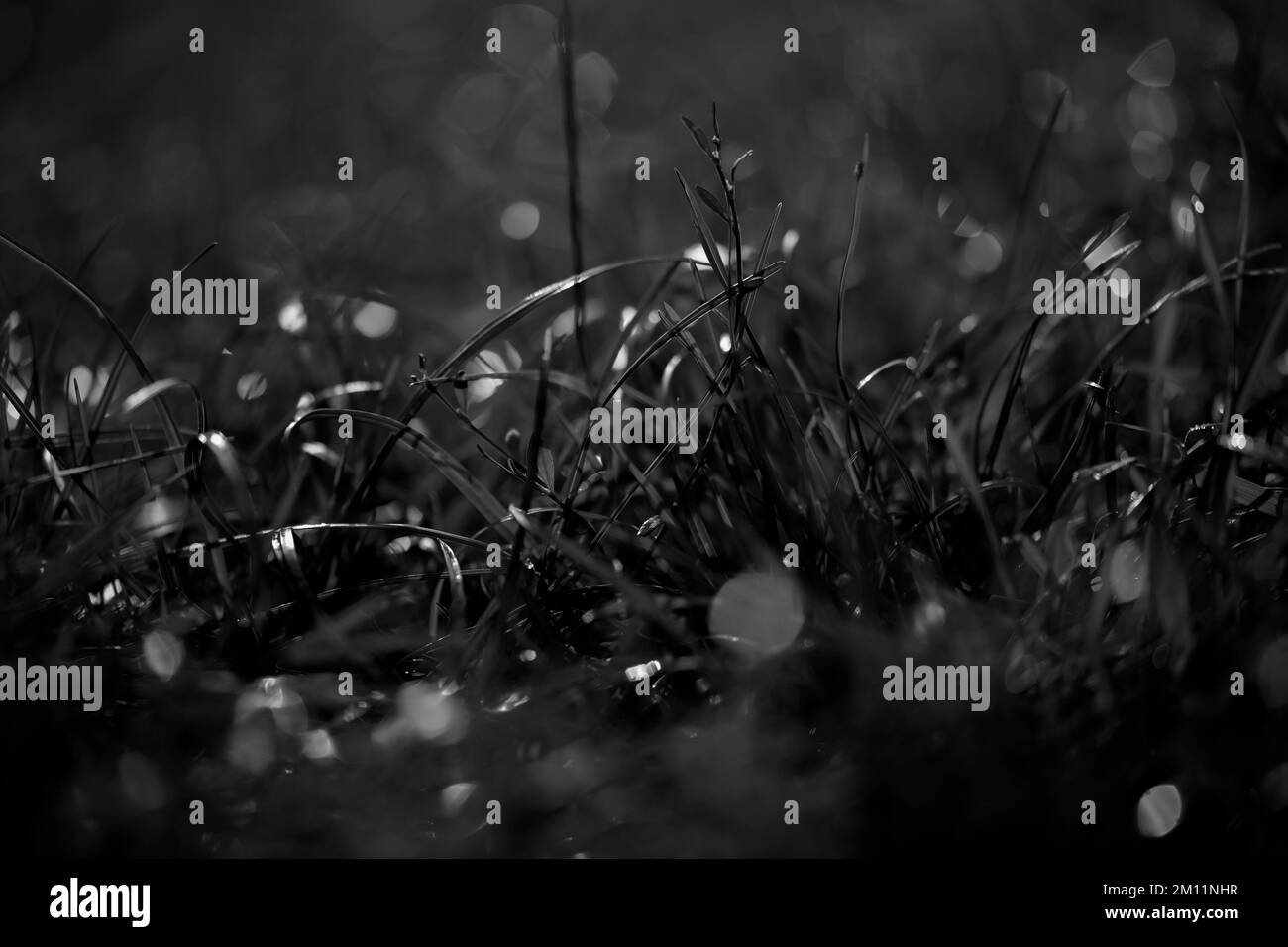 Herbe du matin en plein soleil, faible profondeur de champ, netteté sélective, noir et blanc, gros plan, macro Banque D'Images