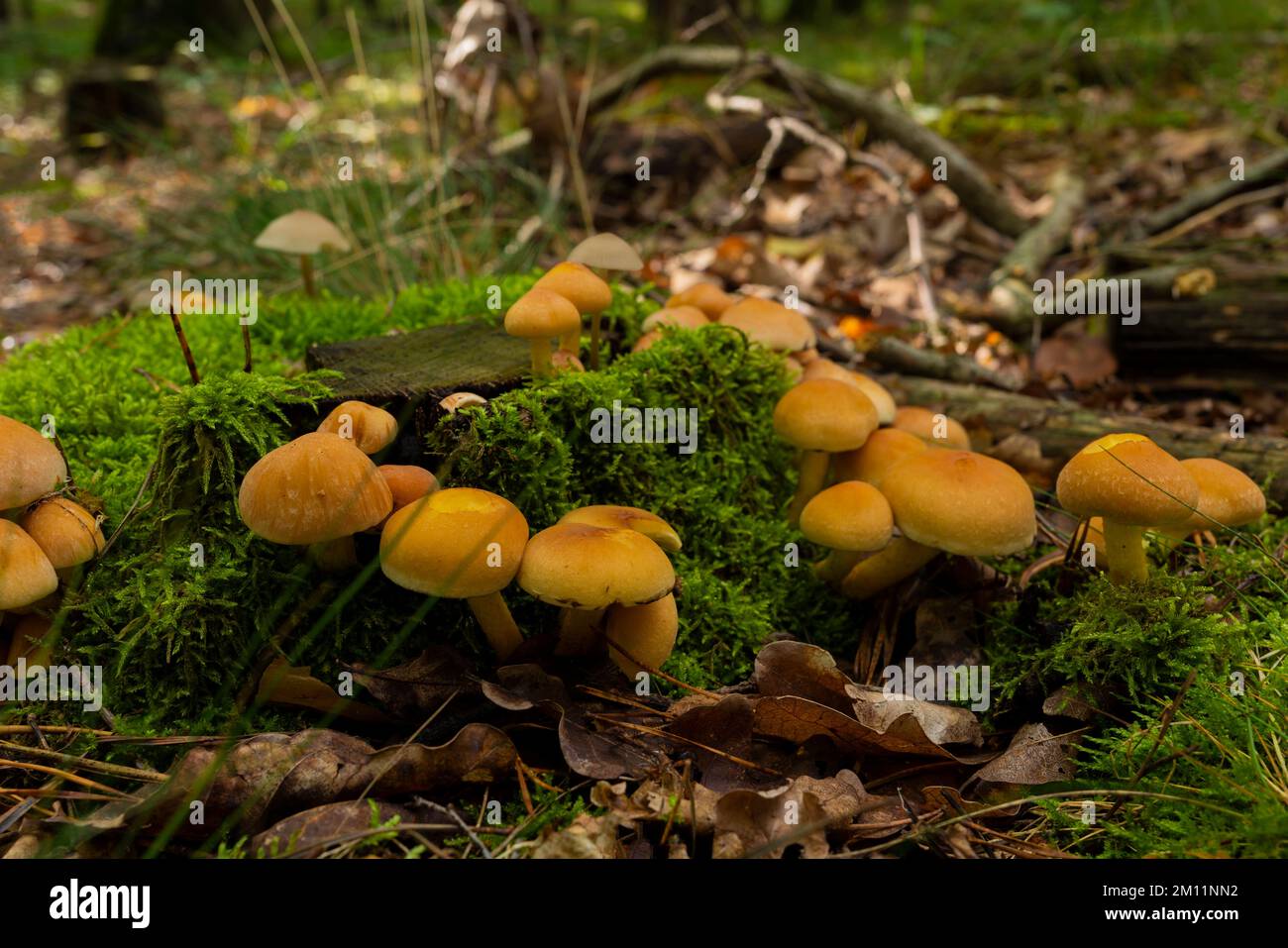 De nombreux champignons à chapeau de soufre laqué vert sur une souche d'arbre recouverte de mousse dans la forêt, tabouret Banque D'Images