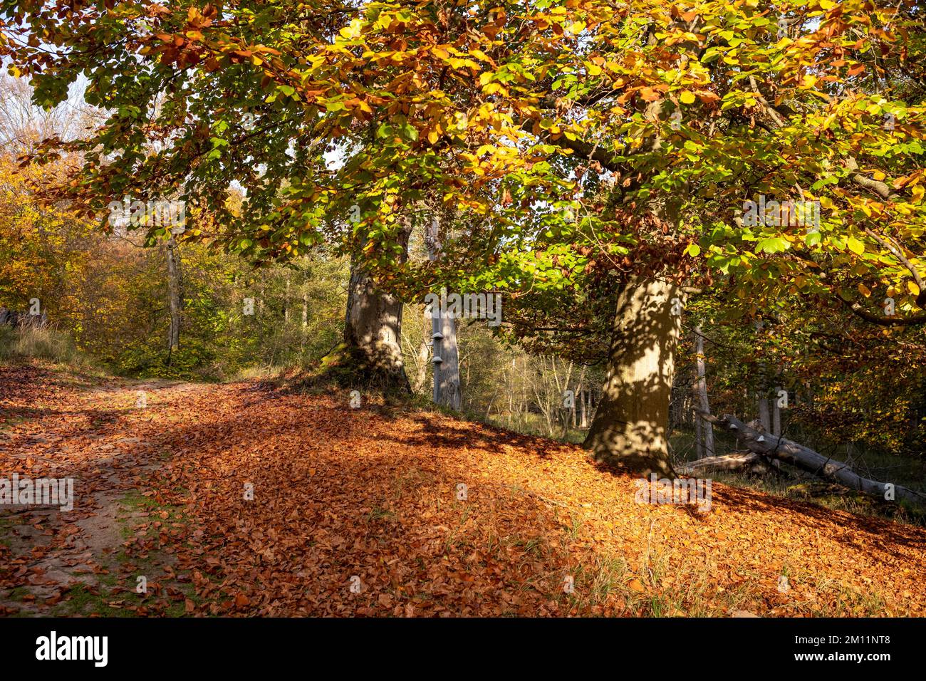 Vue sur la forêt avec chemin forestier dans la journée sous le soleil d'automne. Banque D'Images