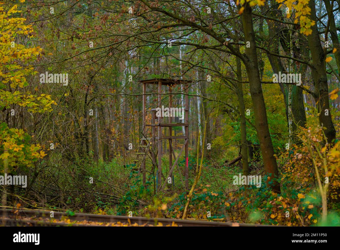 Haut stand pour les chasseurs en automne dans une forêt Banque D'Images