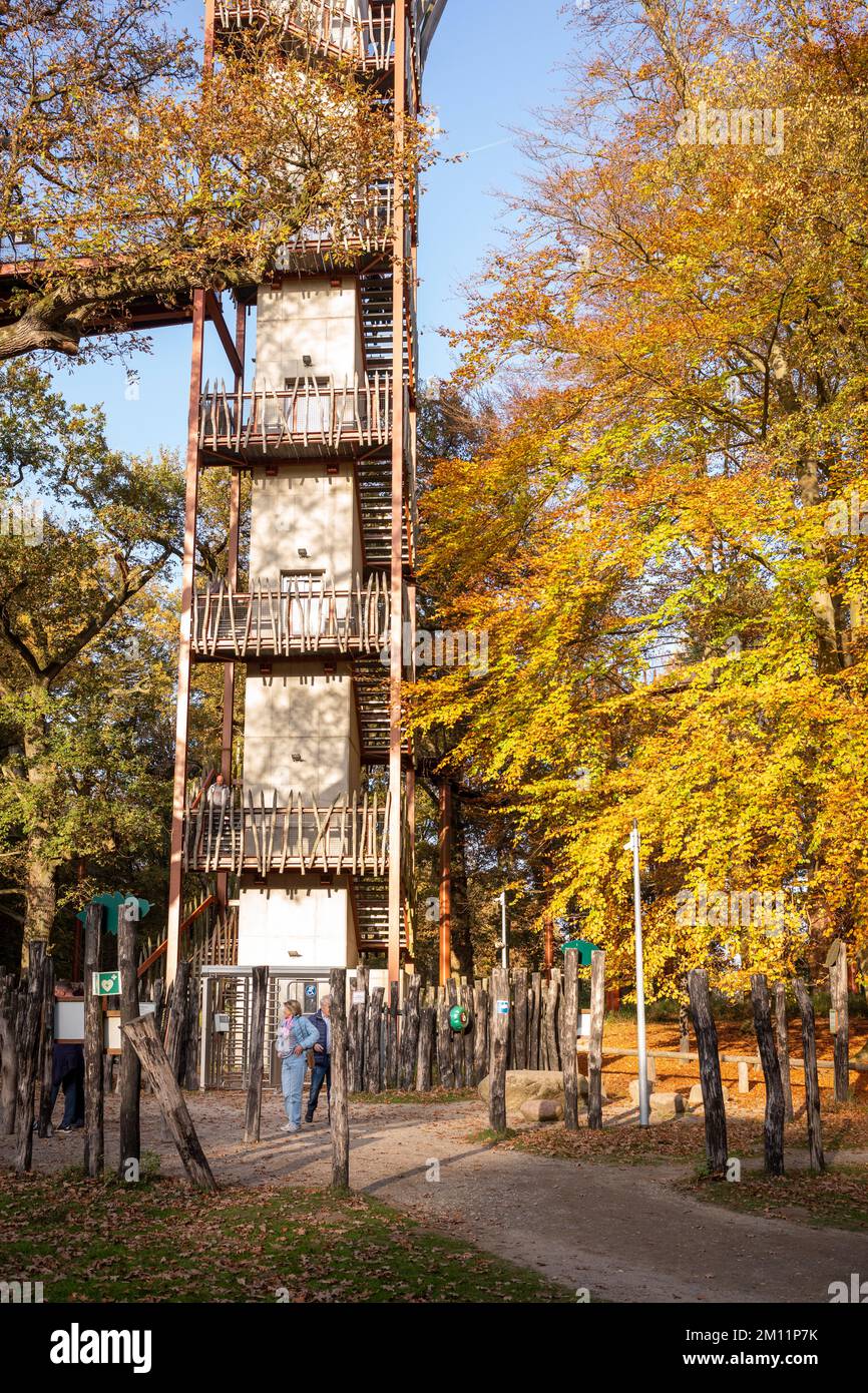 Ivenacker chênes, chemin de haricots d'arbre pendant la journée en automne. Banque D'Images
