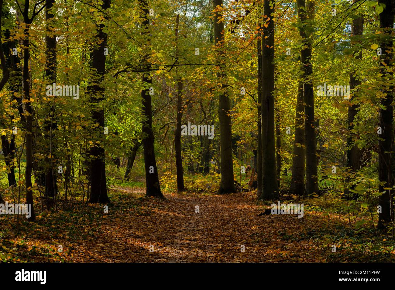 Forêt à feuilles caduques en automne avec beaucoup de lumière et d'ombre Banque D'Images