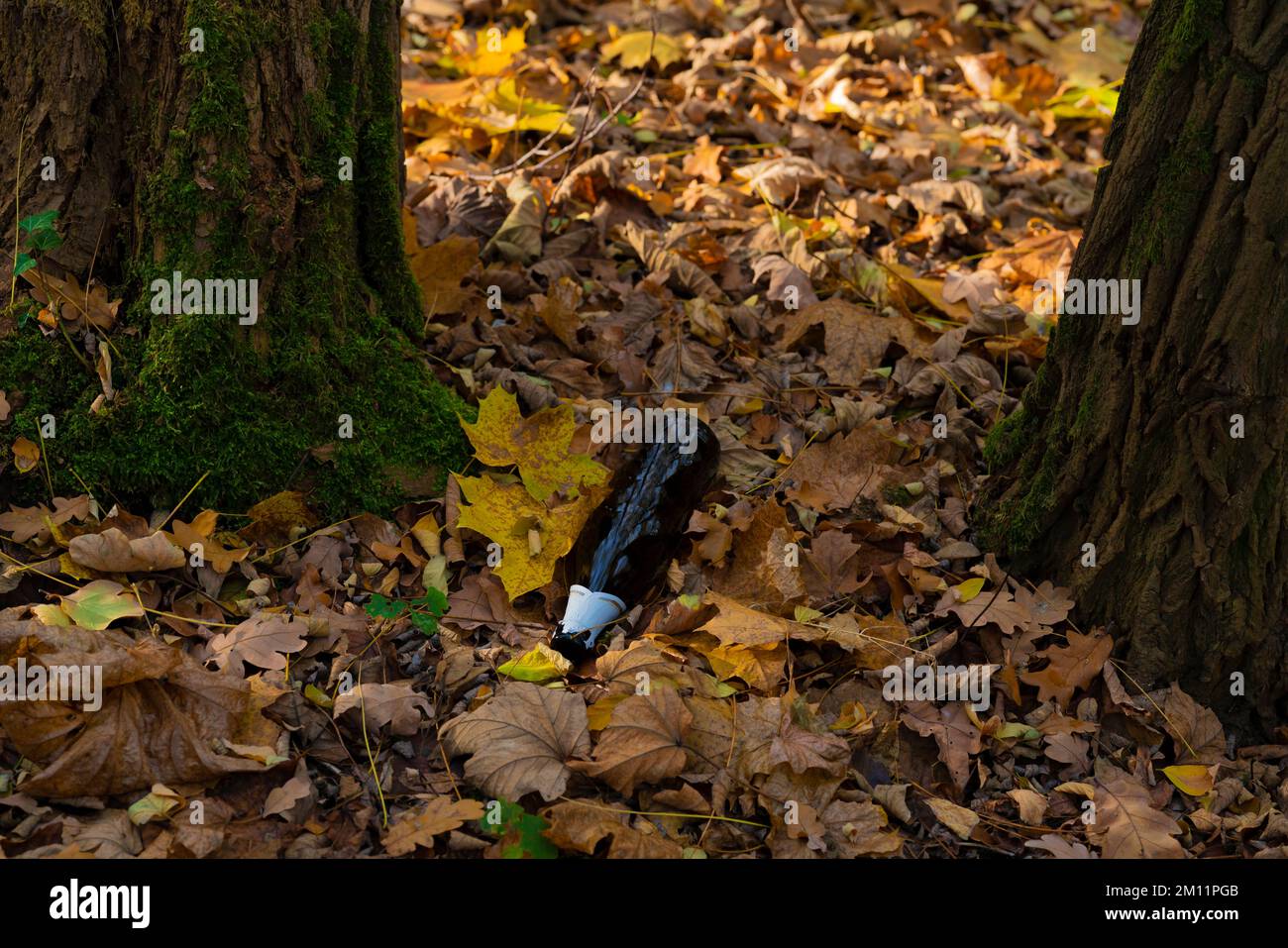 Bouteille de bière jetée inlassablement dans la forêt, pollution, bouteille consigné Banque D'Images