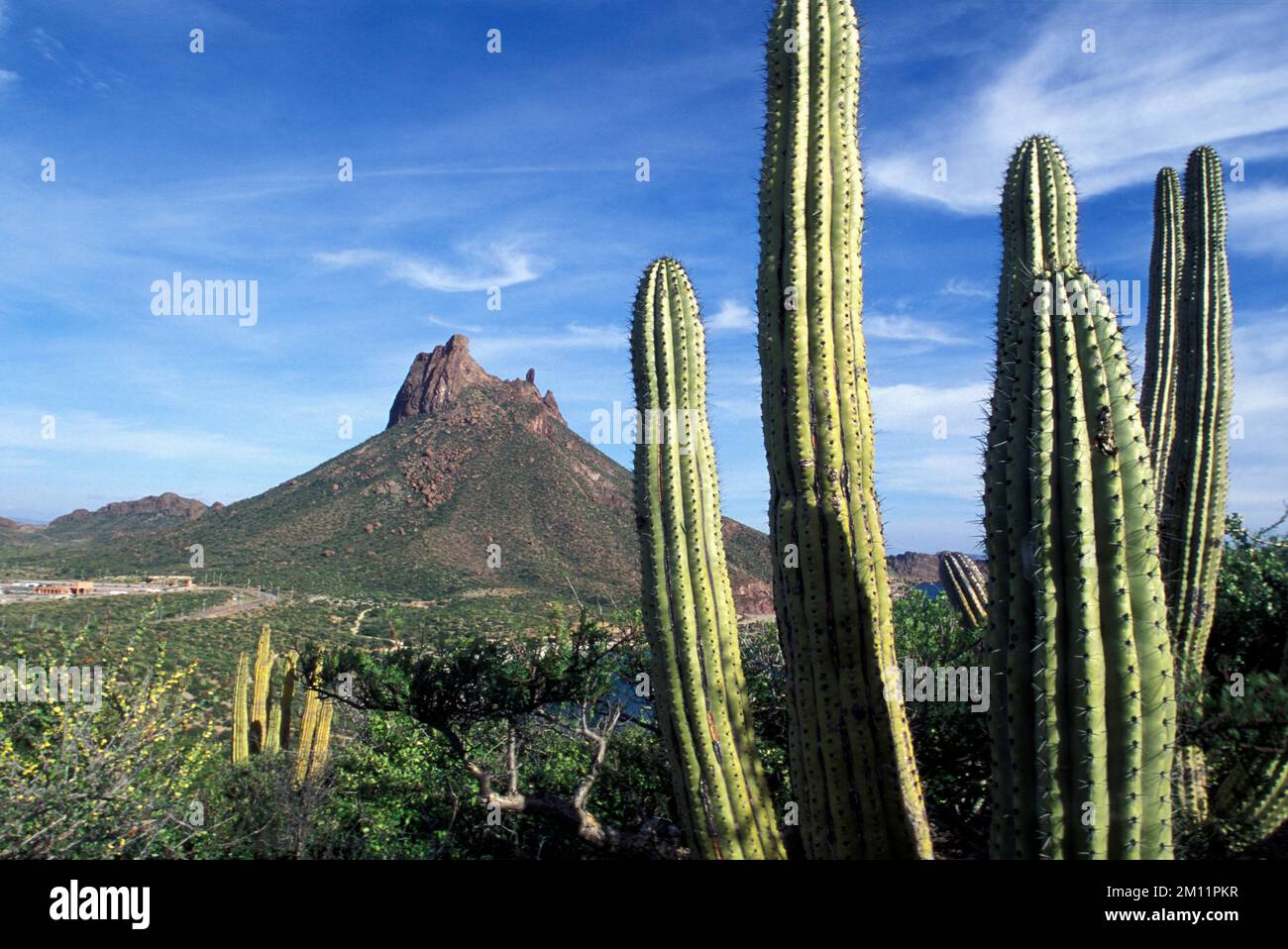 Paysage dans le désert à San Carlos avec la montagne Tetakawi dans le golfe de Californie au Mexique Banque D'Images