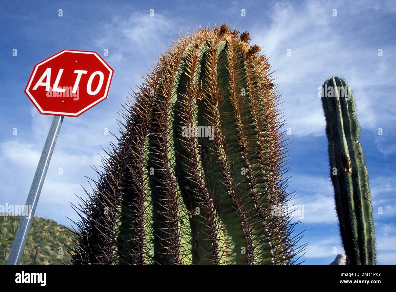 Panneau stop en espagnol dans un désert avec cactus à Sonora au Mexique Banque D'Images