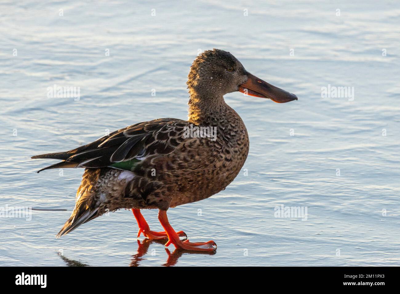 Femelle sarcelle à ailes vertes (Aras carolinensis) canard marchant sur la glace, Belmar Park, Lakewood, Denver, Colorado, ÉTATS-UNIS Banque D'Images