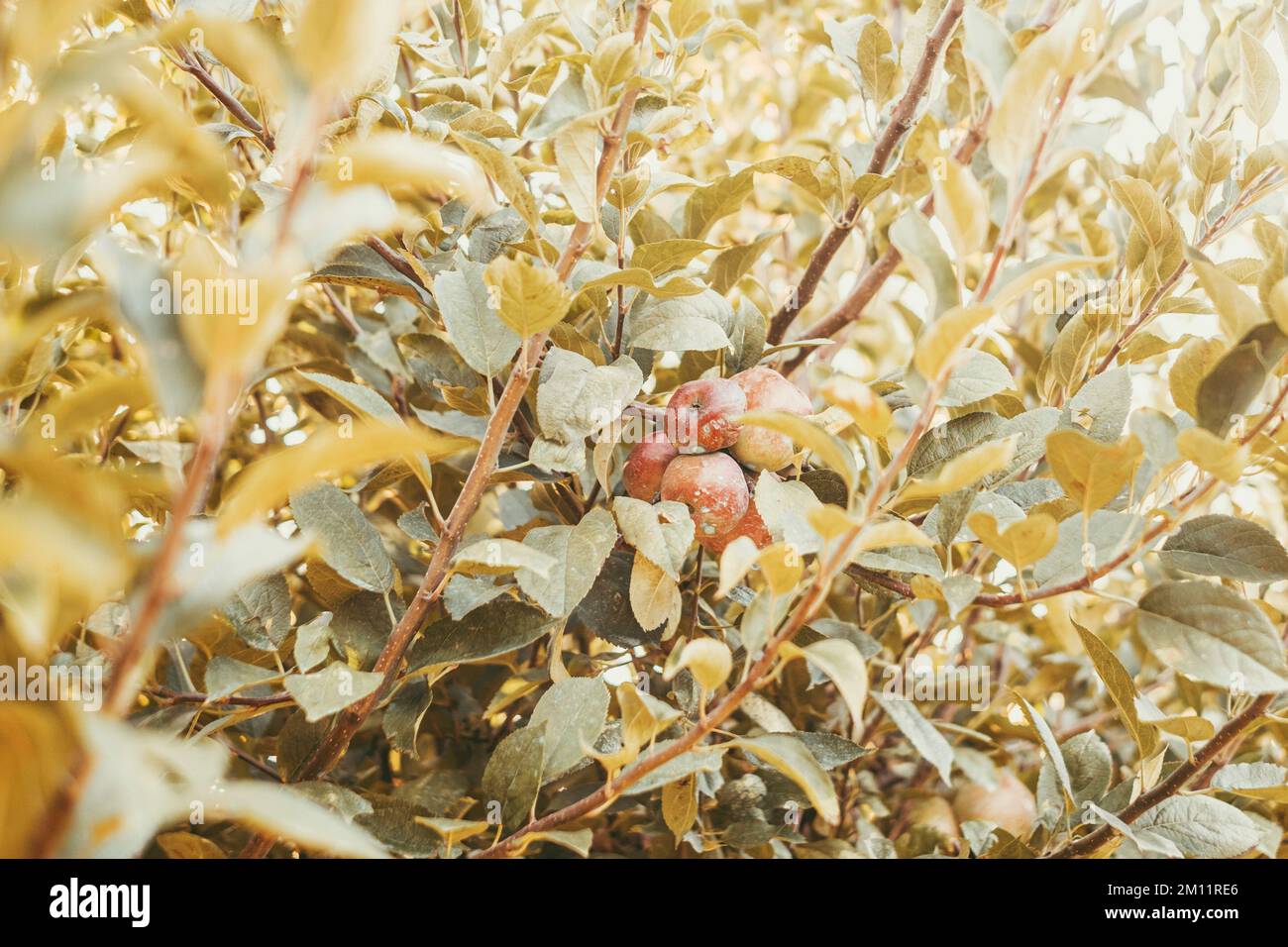 Arrière-plan de la nature avec feuillage d'automne et fruits de pomme sur l'arbre. Concept de mode de vie des aliments santé. Environnement et nutrition alimentaire biologique et entreprise agricole. Des pommes saines sur les arbres Banque D'Images