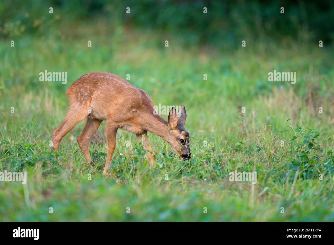 Fauve de pâturage dans un pré, Capreolus capreolus, été, août, Hesse, Allemagne, Europe Banque D'Images