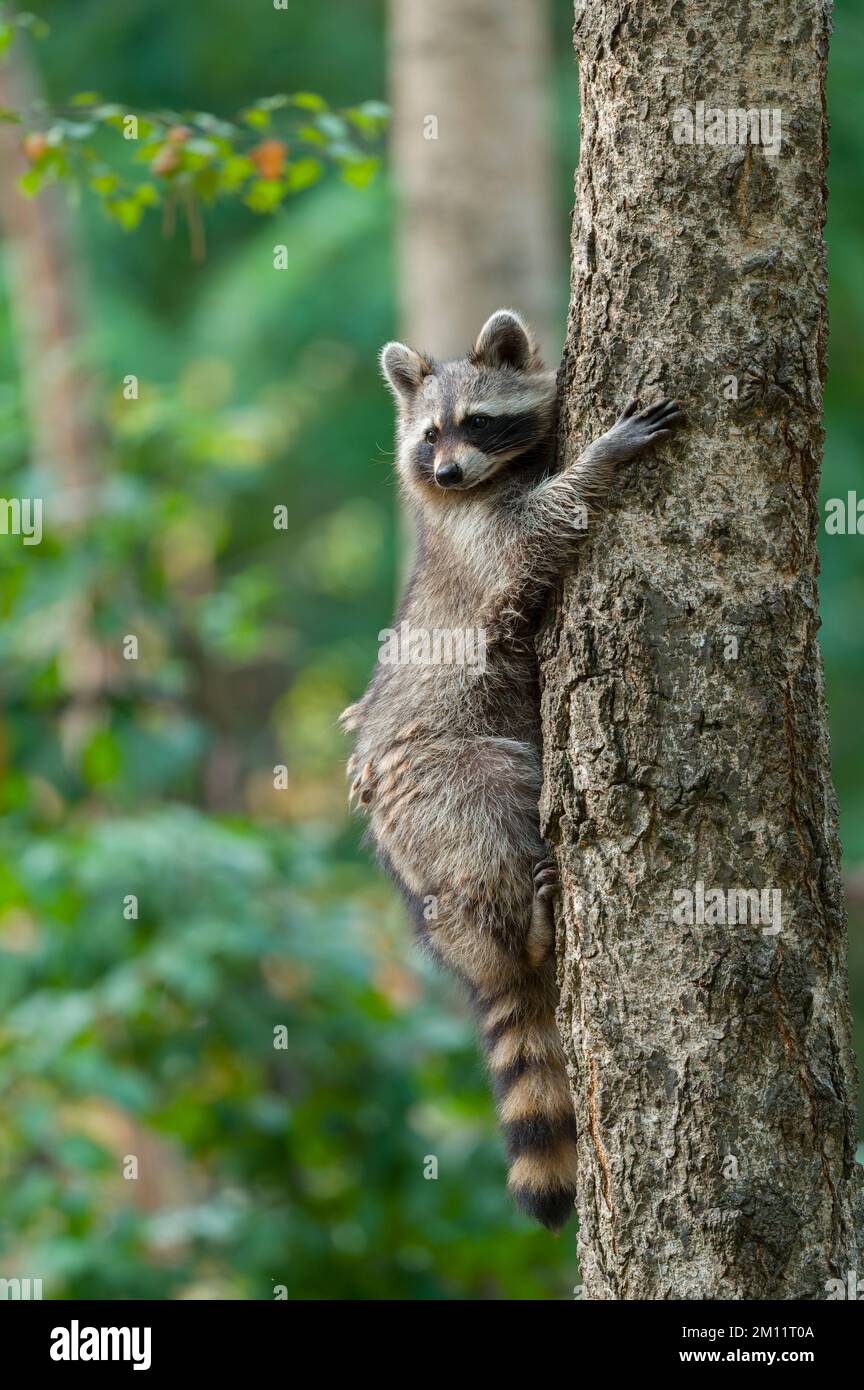 Raton laveur sur un Arbre