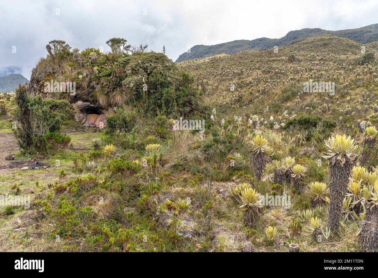Amérique du Sud, Colombie, Departamento Antioquia, Andes colombiennes, Urrao, ramo del sol, Piedra del Oso Banque D'Images