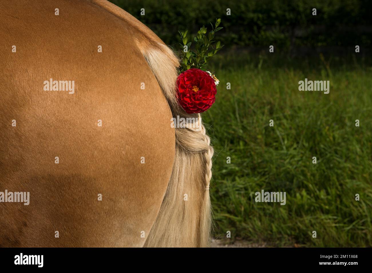 Cheval, décoration de fleur, pèlerinage, queue Banque D'Images