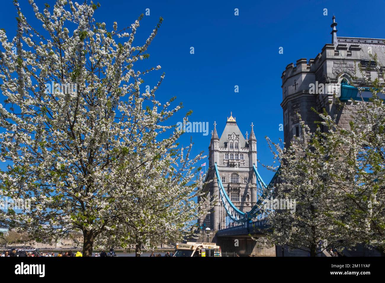 Tower Bridge avec Spring Blossom, Londres, Angleterre Banque D'Images