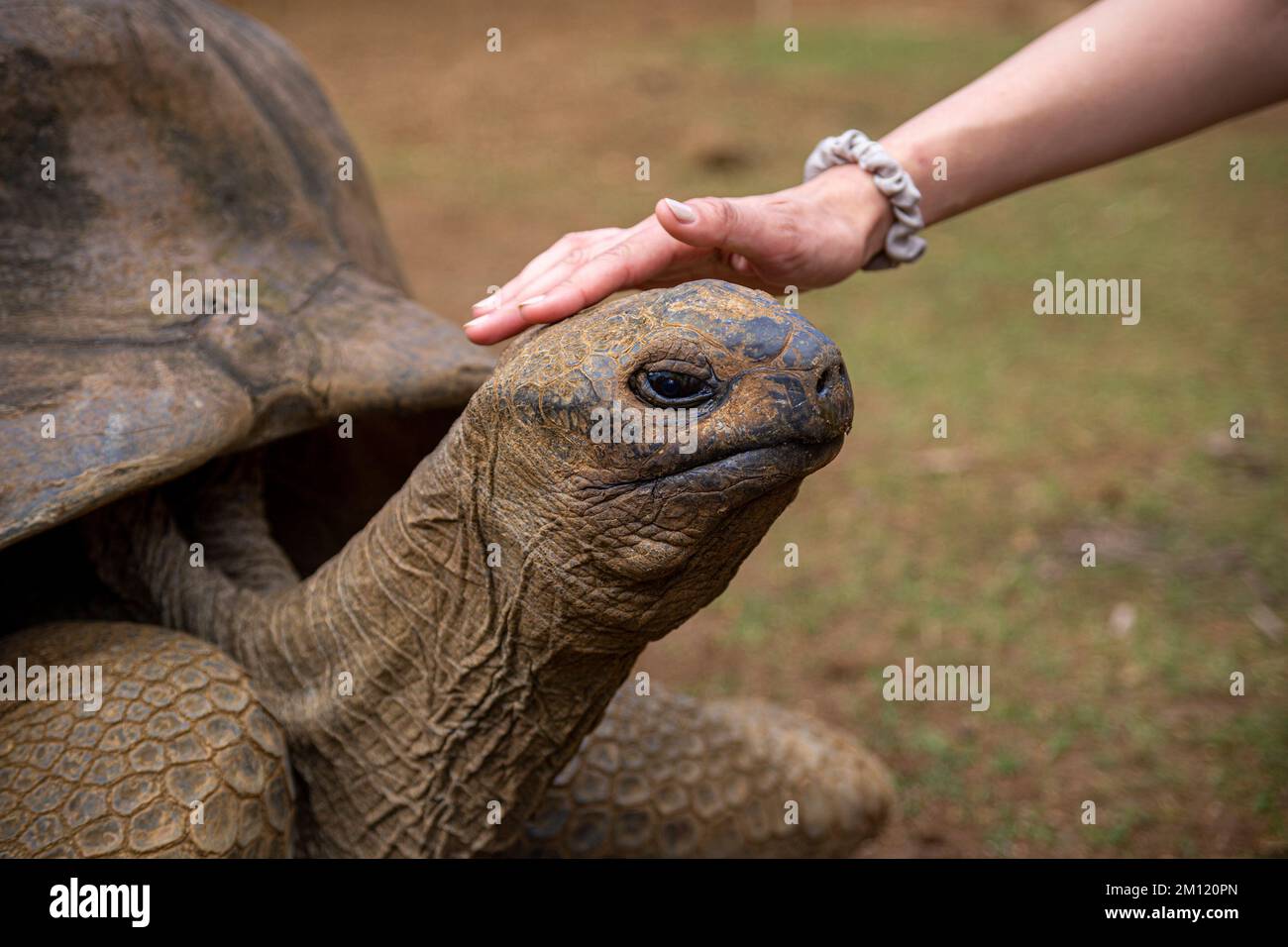 Une jeune femme et une tortue géante dans le Parc naturel de la Vanille, Ile Maurice, Afrique Banque D'Images