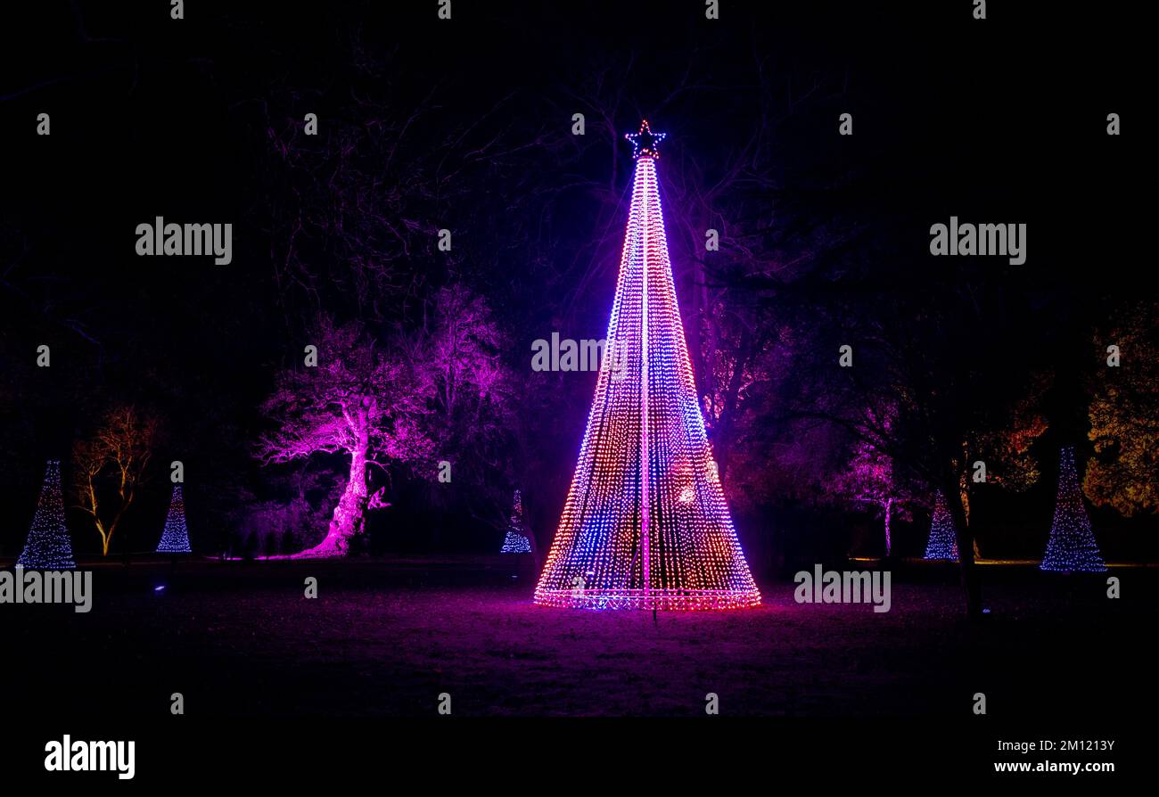 Arbres de Noël en forme de cône illuminés sur le sentier lumineux de Blenheim pour Noël et l'hiver. Banque D'Images