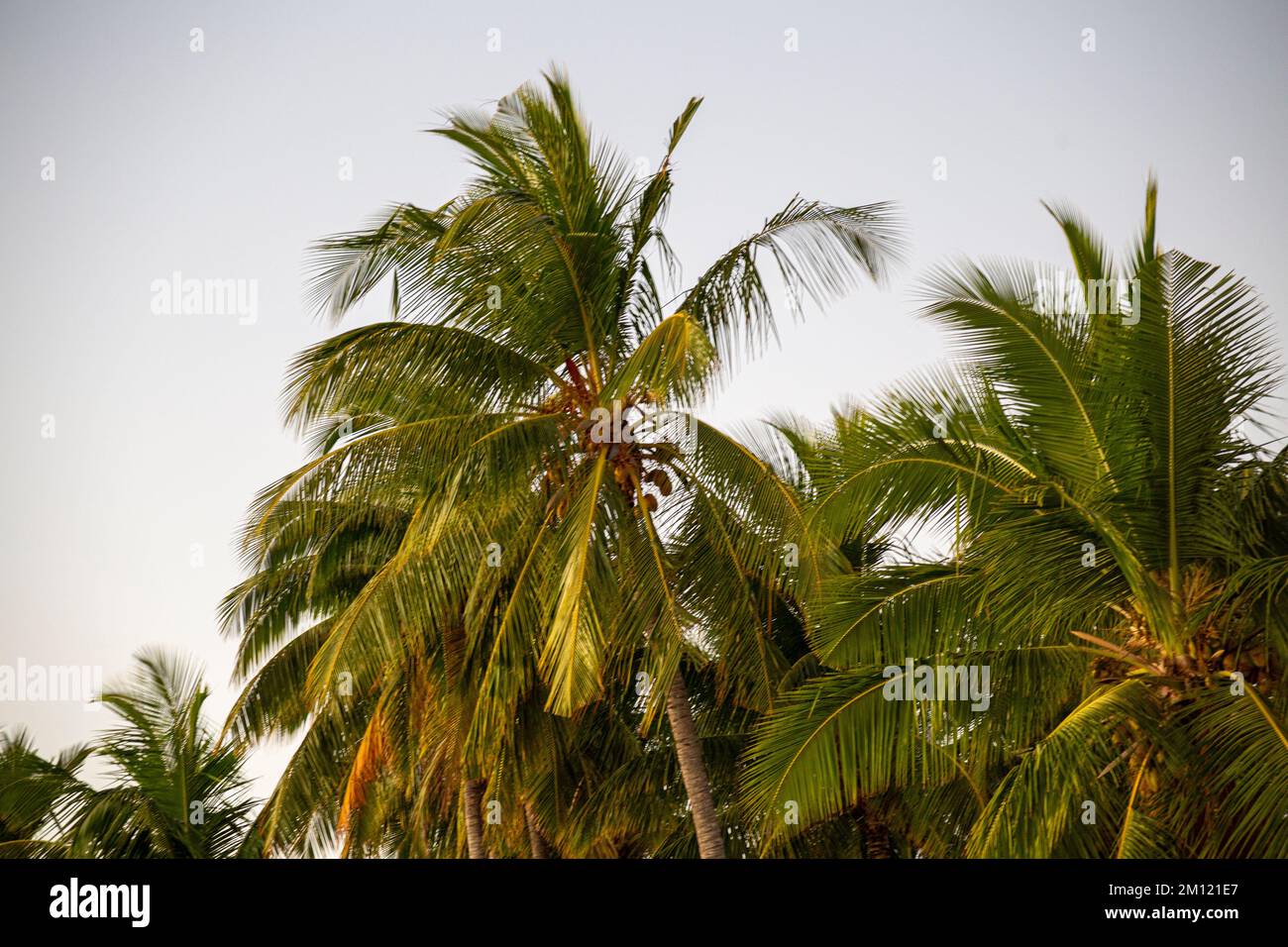 Palmiers à la plage de Flic en Flac, Maurice, Afrique Banque D'Images