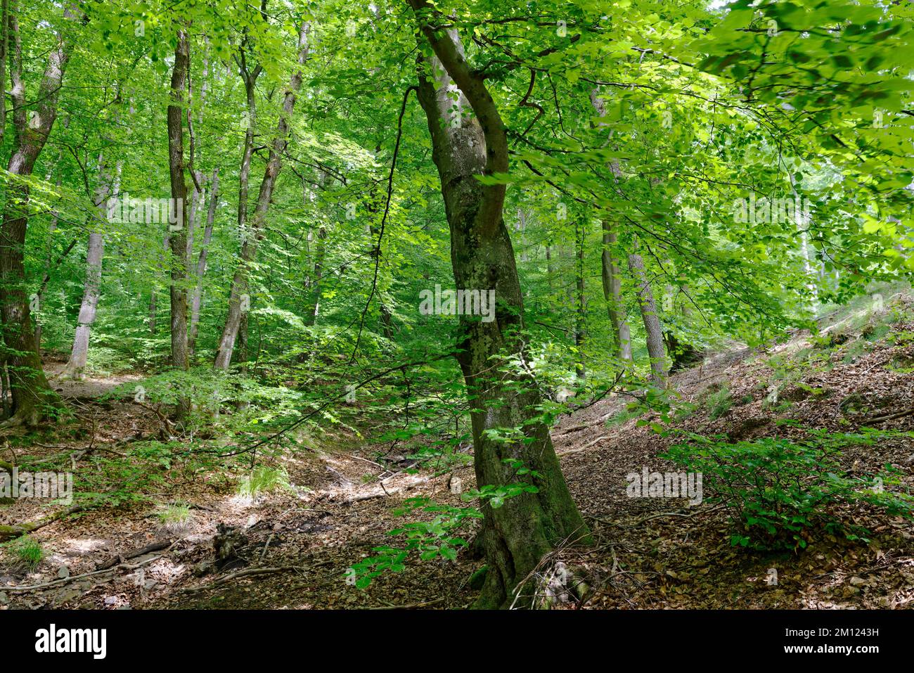 Europe, Allemagne, Rhénanie-Palatinat, Hümmel, forêt, arbres, nature Banque D'Images