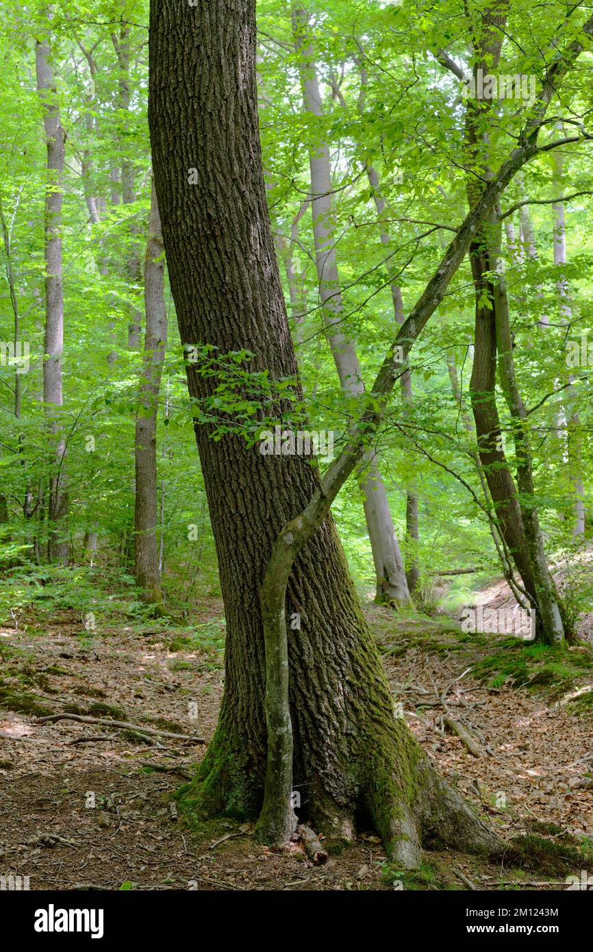 Europe, Allemagne, Rhénanie-Palatinat, Hümmel, forêt, arbres, nature Banque D'Images