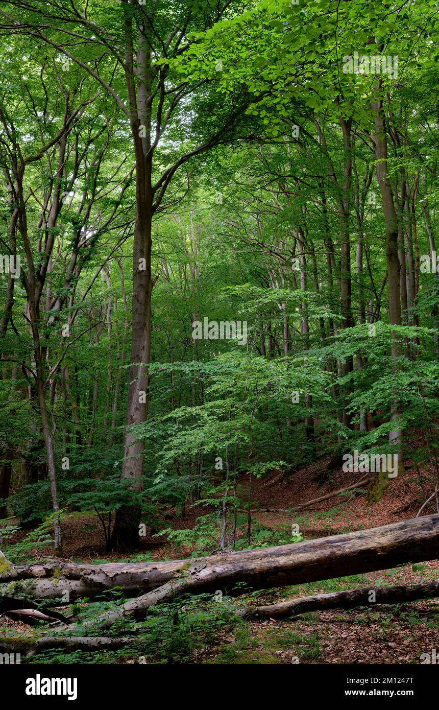 Europe, Allemagne, Rhénanie-Palatinat, Hümmel, forêt, arbres, nature Banque D'Images