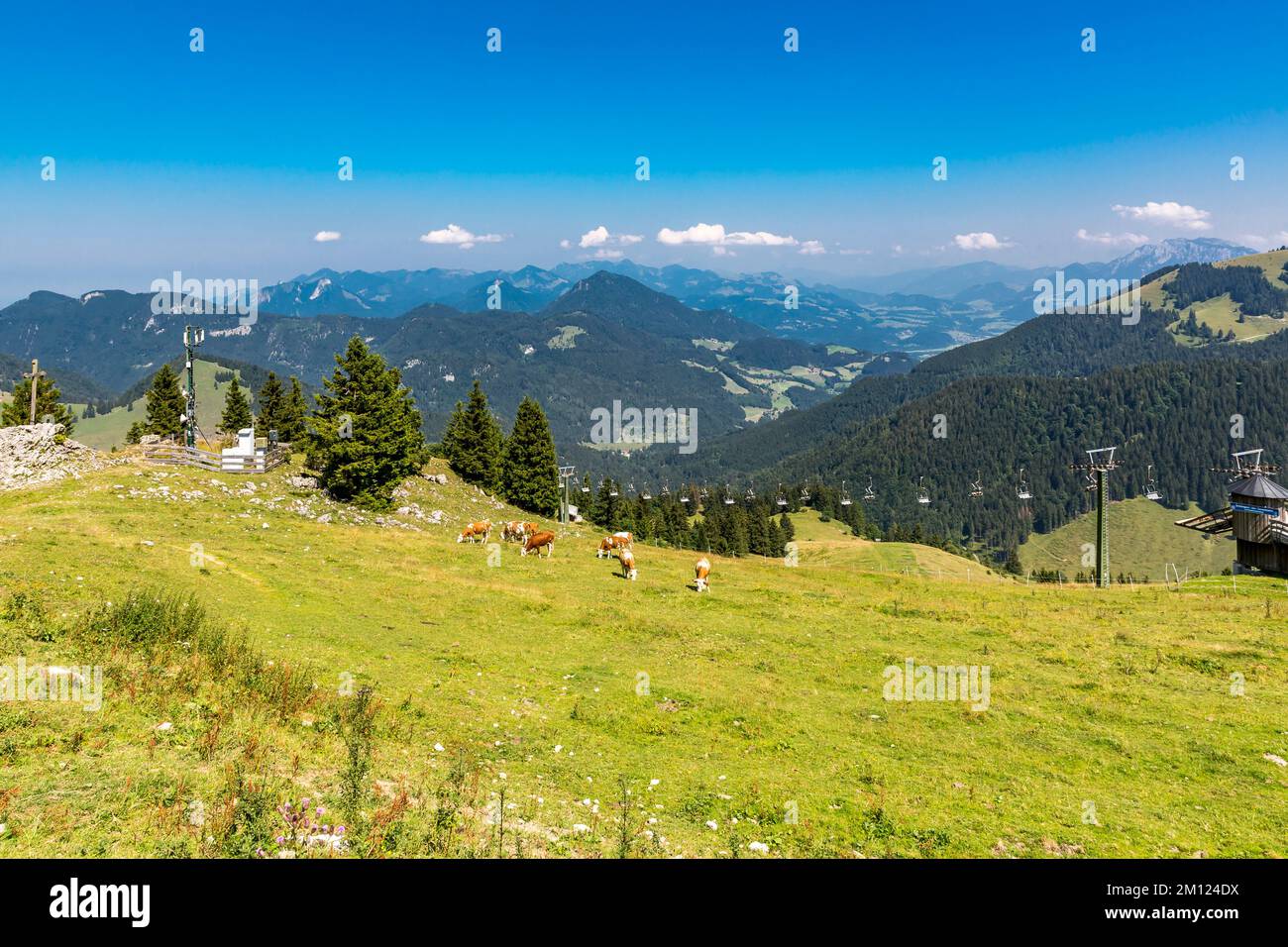 Vaches sur l'alp, alpage, vue sur les montagnes de Mangfall et les Alpes de Chiemgau, Wildbarren, 1442 m, télésiège de Schöngrat, Oberes Sudelfeld, Près de Bayrischzell, Mangfall Mountains, haute-Bavière, Bavière, Allemagne, Europe Banque D'Images