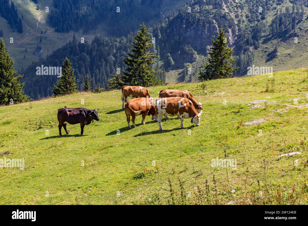 Vaches sur l'alp, ferme alpine, Sudelfeld, près de Bayrischzell, Mangfallgebirge, Haute-Bavière, Bavière, Allemagne, Europe Banque D'Images