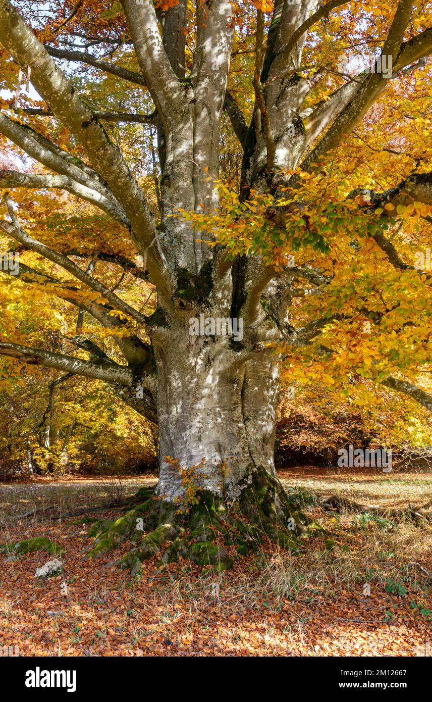 Hêtre cuivré dans la réserve naturelle de Greuthau. Banque D'Images