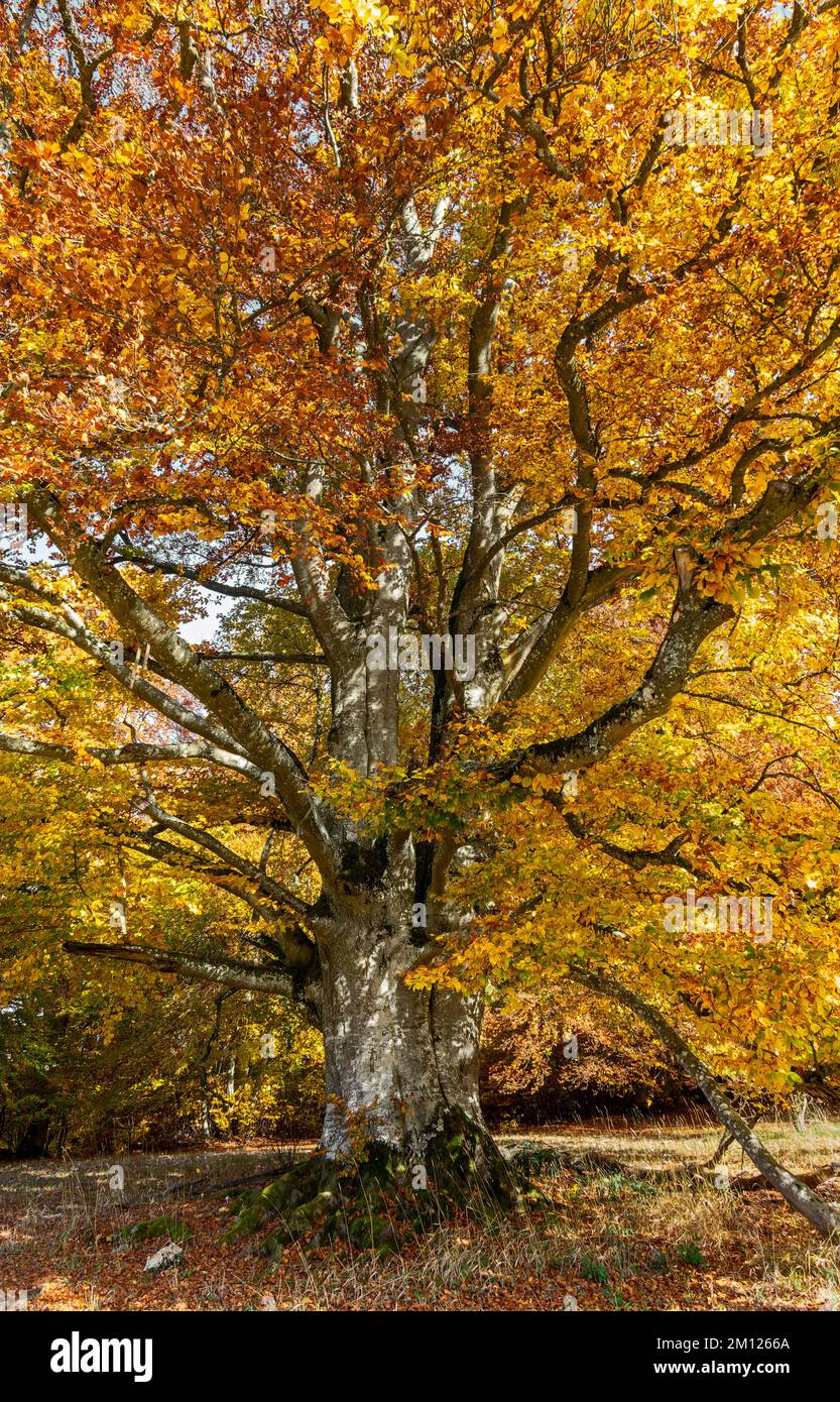 Hêtre cuivré dans la réserve naturelle de Greuthau. Banque D'Images