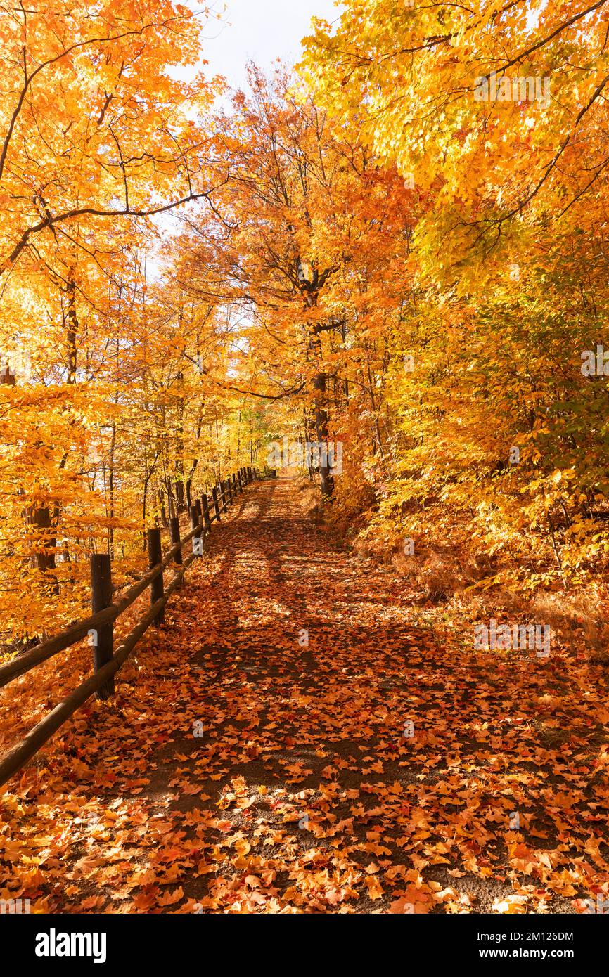Canada, Ontario, Niagara-on-the-Lake, chemin couvert de feuilles d'automne, clôture en rondins. Couleurs d'automne vives Banque D'Images