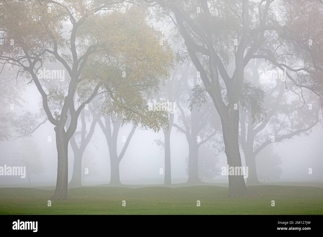 Canada, Ontario, Niagara-on-the-Lake, groupe d'arbres en brouillard Banque D'Images