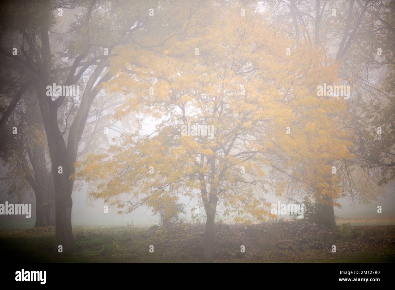 Canada, Ontario, Niagara-on-the-Lake, groupe d'arbres en brouillard Banque D'Images
