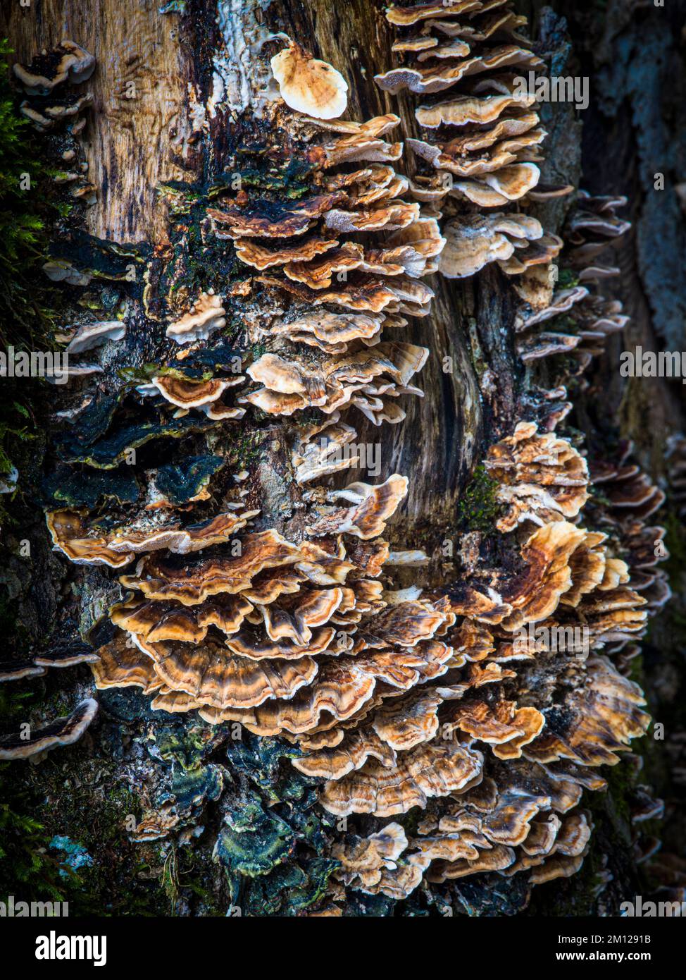 Champignons dans la forêt d'automne Banque D'Images