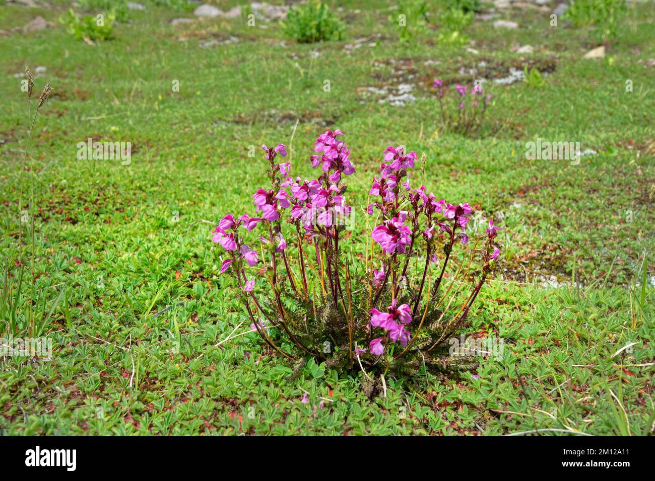 Lousewort, bétonie de bois (Pedicularis nordmanniana) sur les pâturages alpins du Caucase? 2000 a.s.l. Banque D'Images