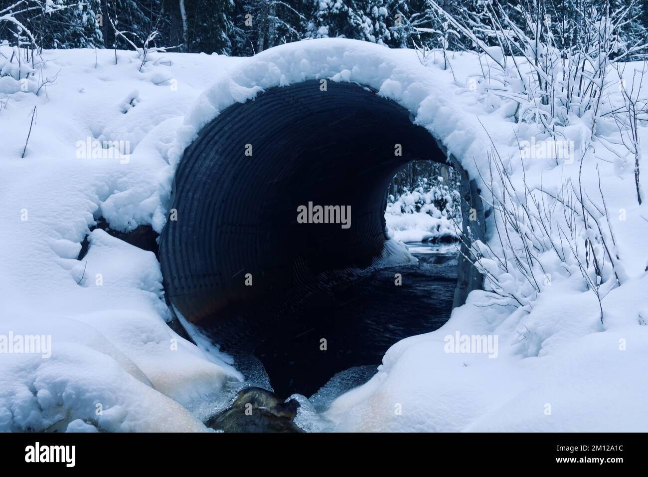 Le ponceau sous la route forestière est couvert de neige en hiver, mais le déversement d'eau se poursuit, ruisseau libre de glace Banque D'Images