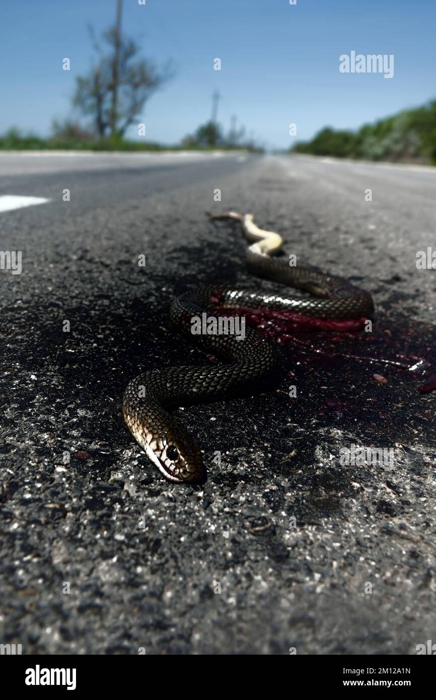 Le serpent sur la route est toujours cadavre. L'homme n'aime pas les serpents, leur meurtre intentionnel par les conducteurs. ('fuir de la face du serpent; pour si vous appro Banque D'Images