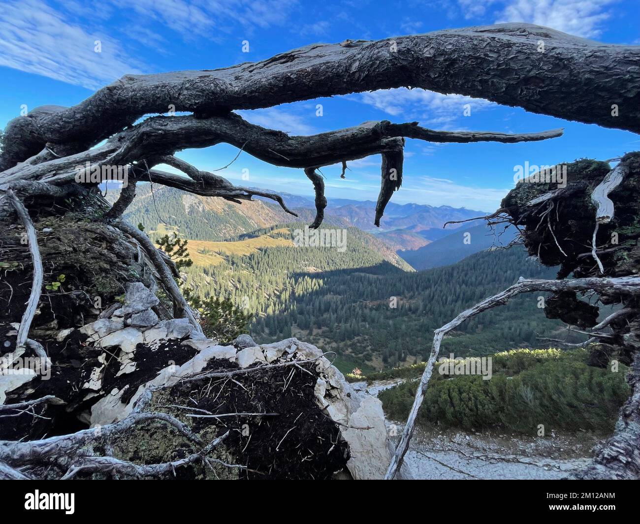 Chemin vers le sommet du Schafreuter dans le Karwendel, racine, Parc naturel du Karwendel, Hinterriß, Vorderriß, Engalm, nature, montagnes, Bavière, Tyrol, Allemagne, Autriche Banque D'Images
