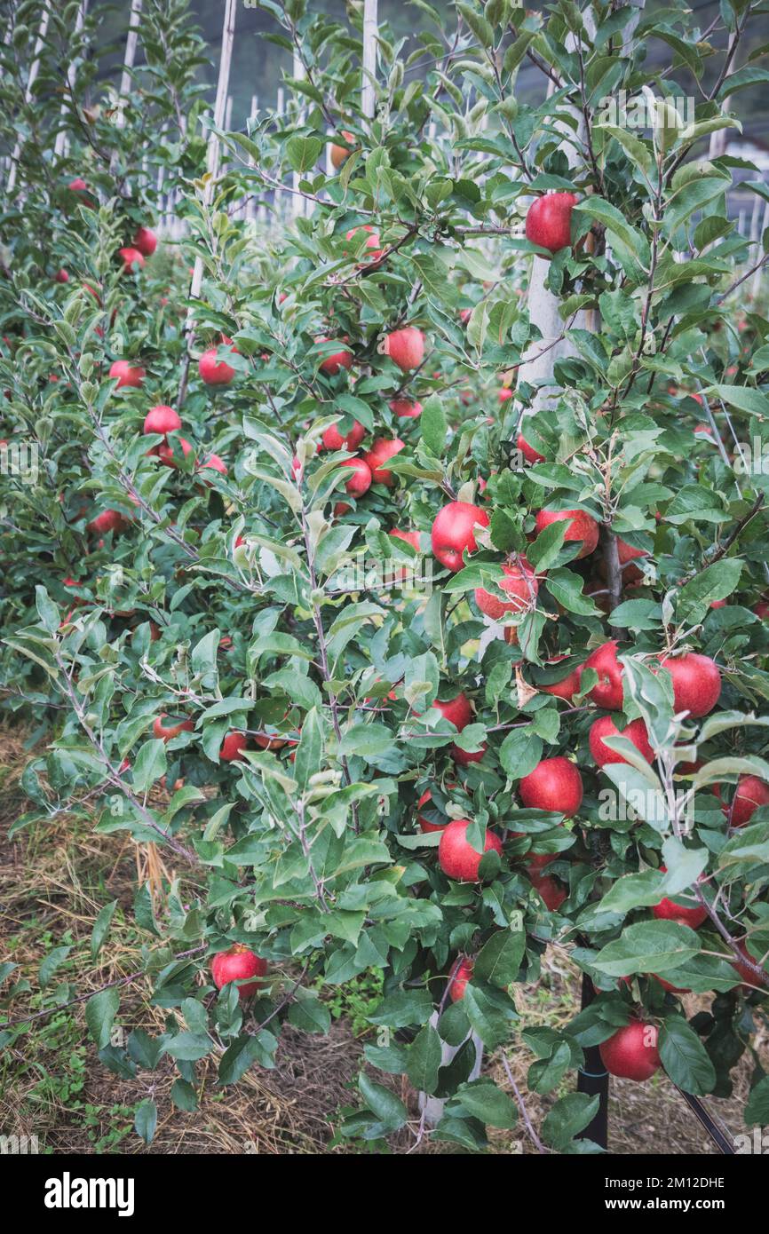 Italie, Tyrol du Sud, Bolzano / Bozen, Dorf Tirol. La culture de pommes rouges dans une ferme locale du parc naturel de Texelgruppe Banque D'Images