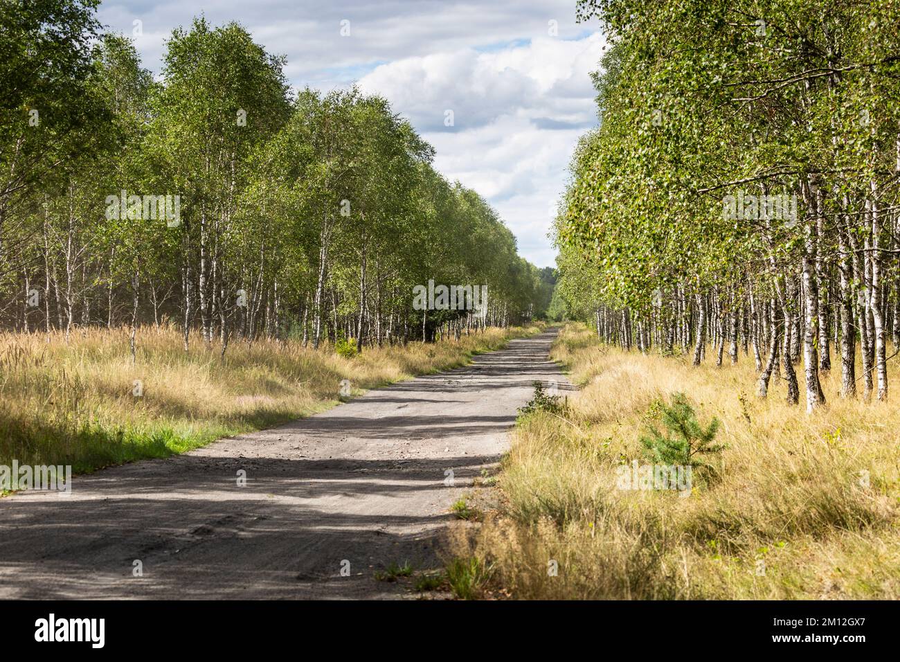 Europe, Pologne, Voïvodeship de Poméranie occidentale, lande près de borne Sulinowo - Réserve naturelle Diabelskie Pustacie Banque D'Images