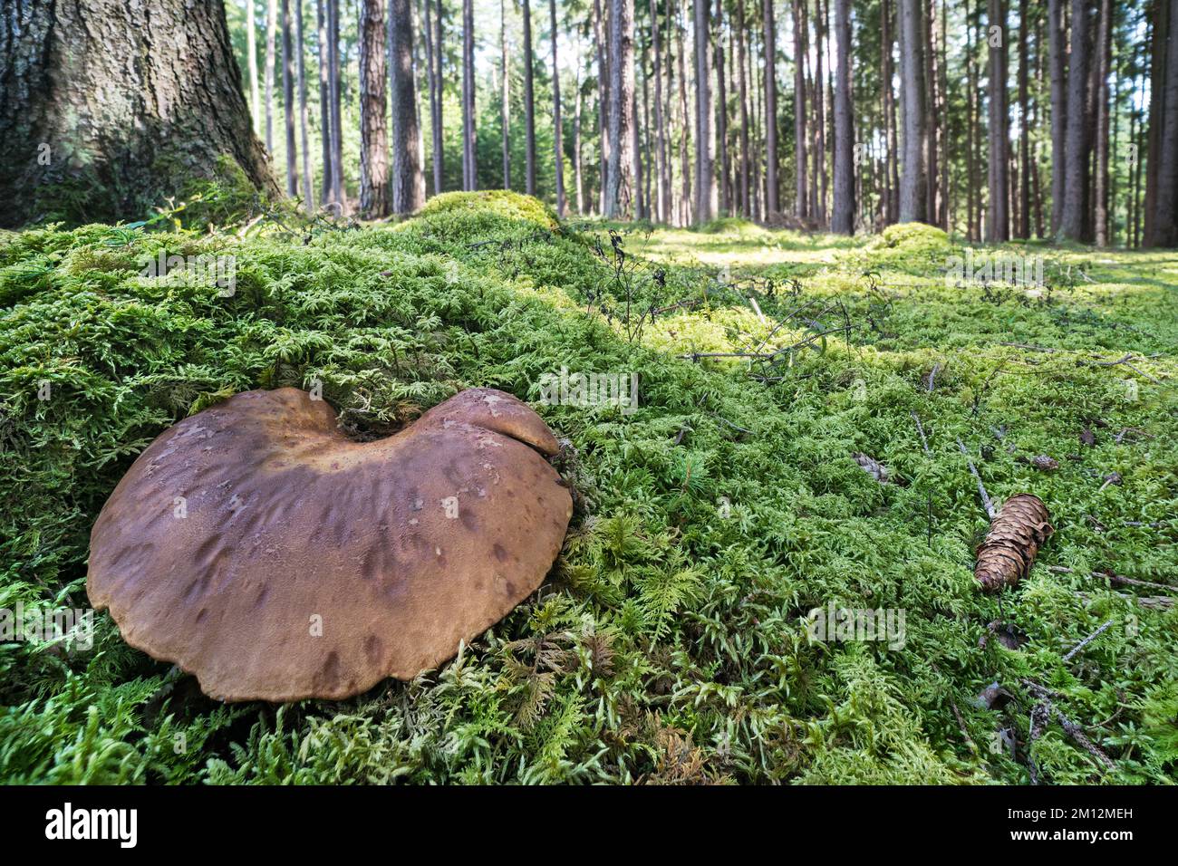 Chapeau brun de champignon non comestible bord roulé de velours sur fond de troncs d'arbre forestier. Tapinella atrotomentosa. Grand tabouret de fée dans de belles mousses vert fée. Banque D'Images