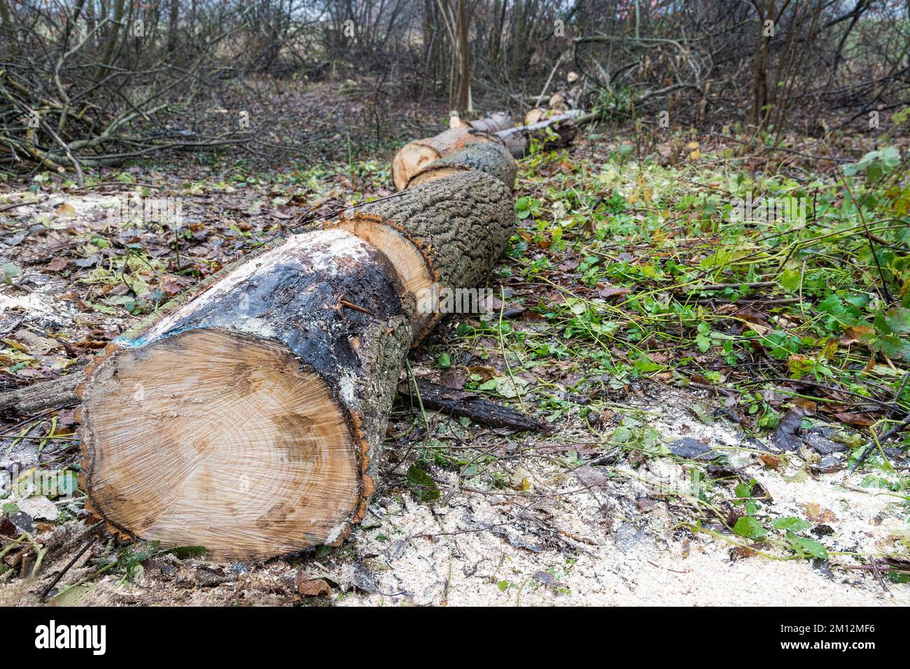 Gros plan d'arbre sec abattu coupé en rondins se trouvant sur le sol forestier recouvert de sciure de bois. Blocs de bois sciés préparés à partir de tronc long tombé. Crise énergétique. Banque D'Images
