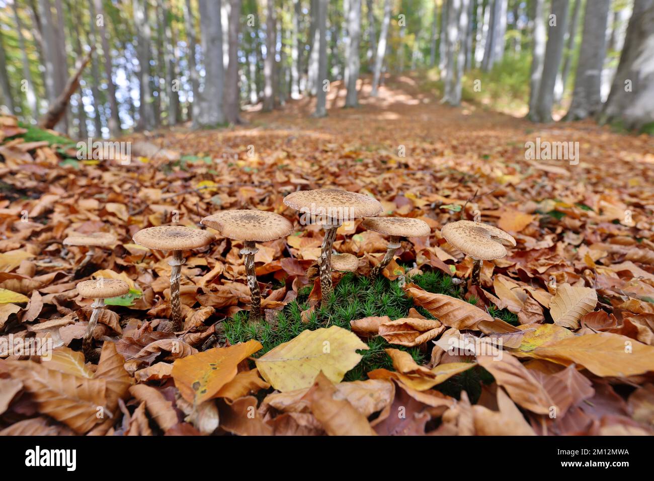 Champignons dans une forêt à feuilles caduques d'automne, bois dur allium ash (Armillaria gallica), haute-Autriche, Autriche, Europe Banque D'Images