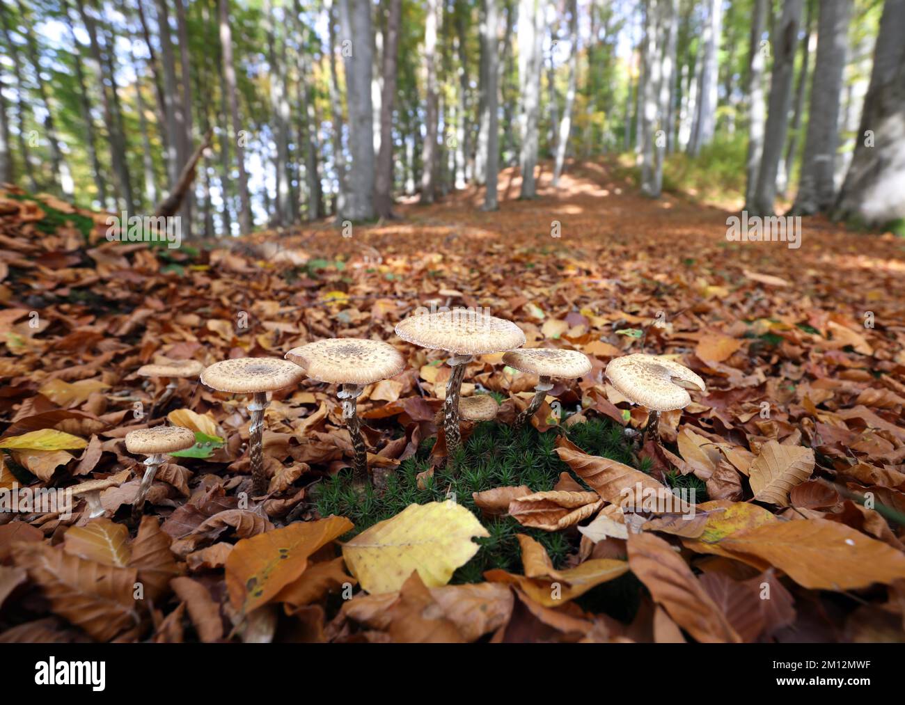 Champignons dans une forêt à feuilles caduques d'automne, bois dur allium ash (Armillaria gallica), haute-Autriche, Autriche, Europe Banque D'Images