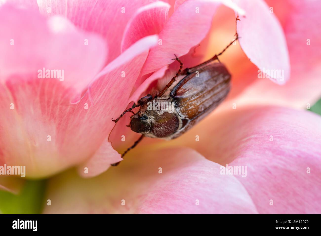 Cockchafer Melolontha May Beetle Bug insecte Macro Portrait. Maybug grignote une fleur de pivoine Banque D'Images
