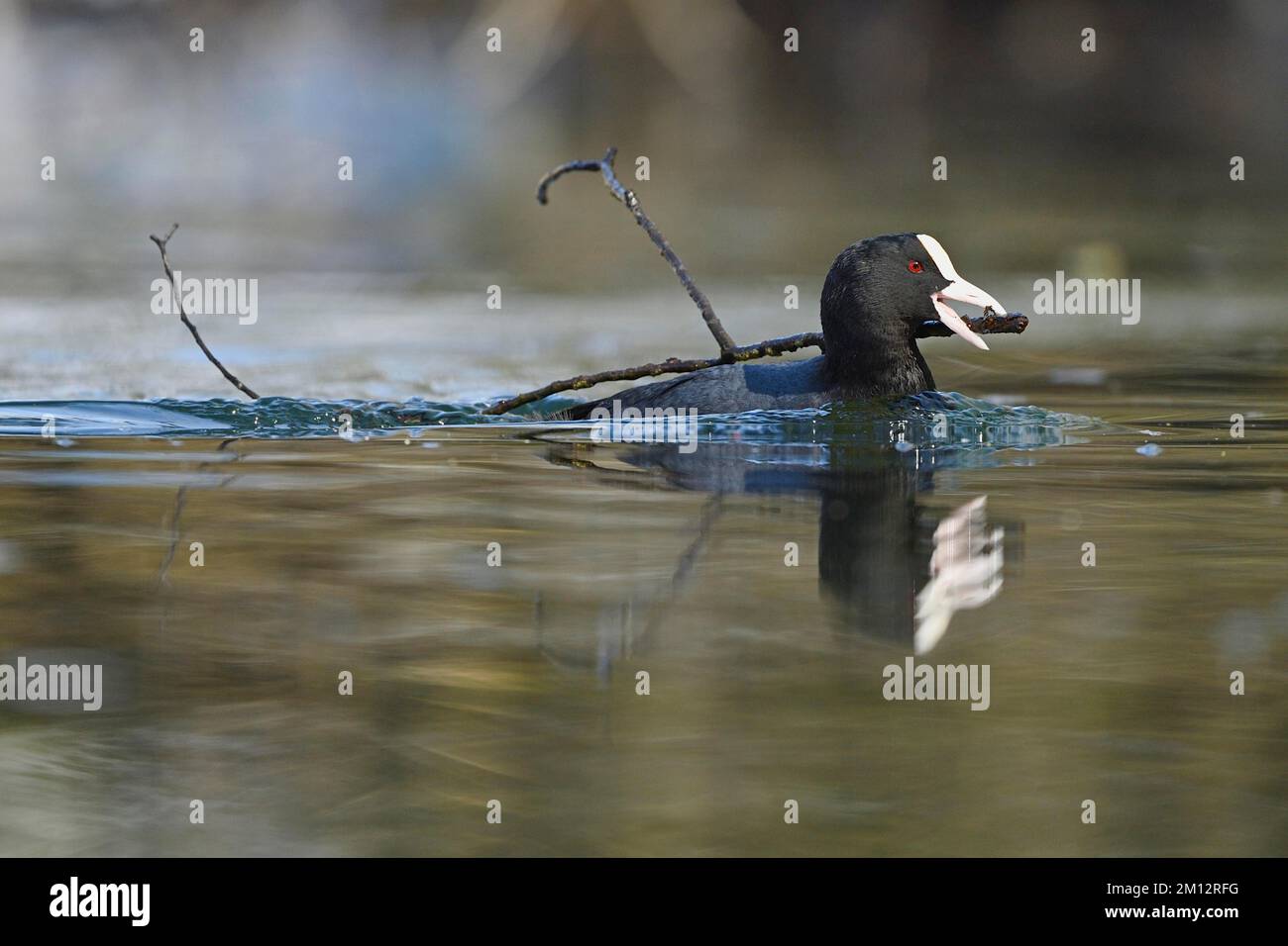 Coot commun (Fulica atra), nageant avec du matériel de nidification dans le bec, lac de Lucerne, Suisse, Europe Banque D'Images