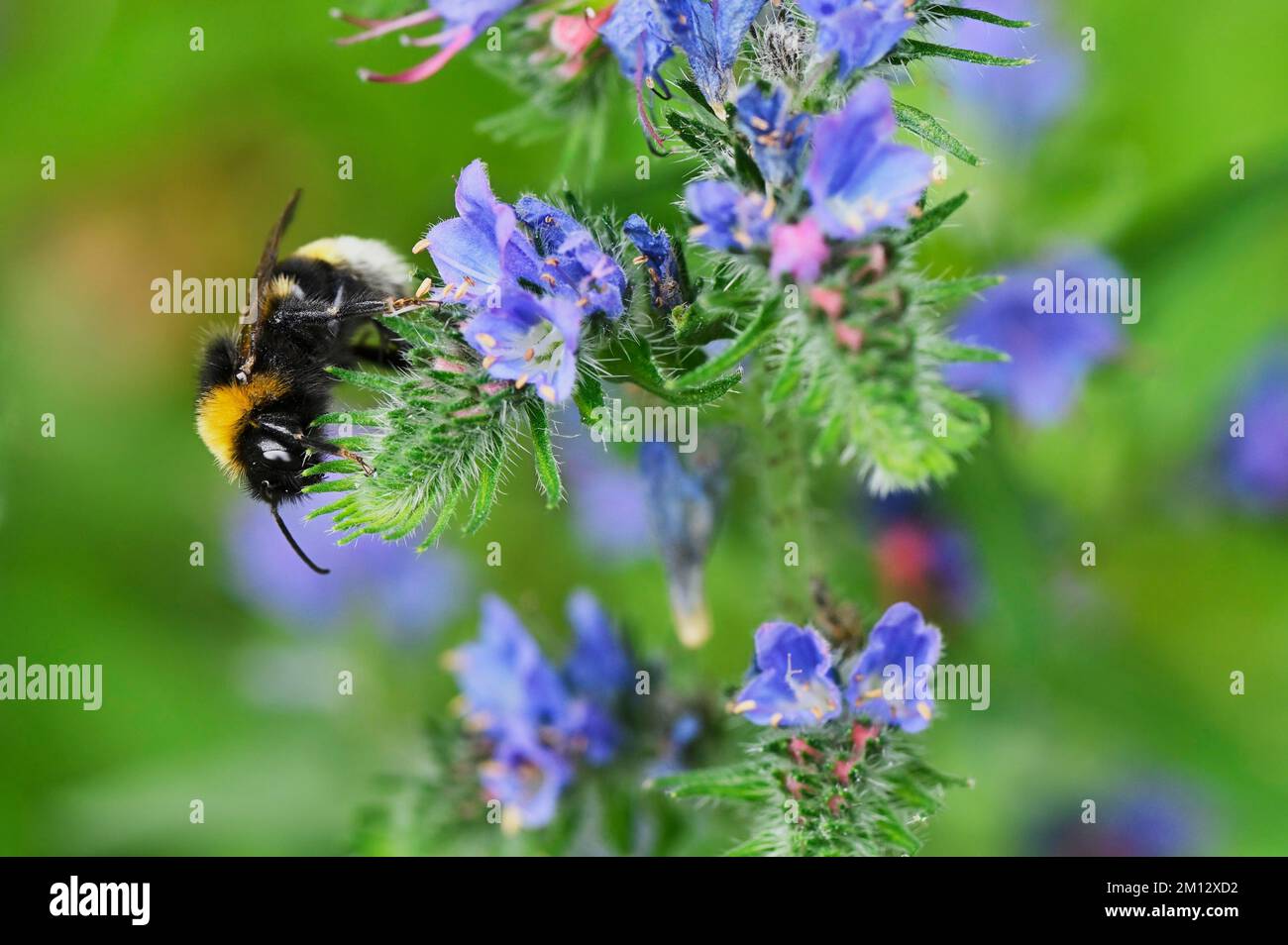 Bumblebee précoce (Bombus pratorum), sur fleur, Suisse, Europe Banque D'Images