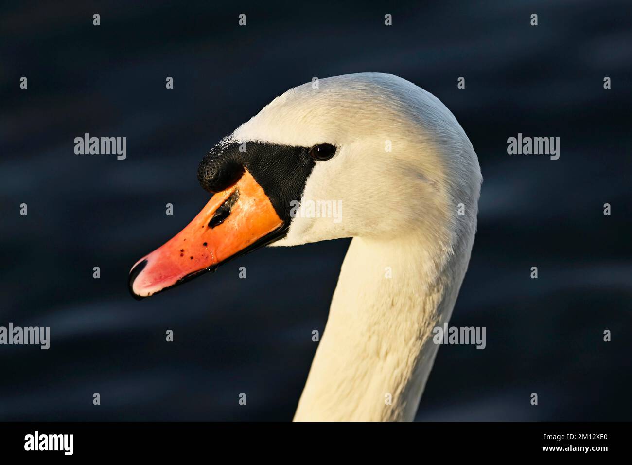 Mute Swan (Cygnus olor), portrait de tête, Lac Zug, Suisse, Europe Banque D'Images