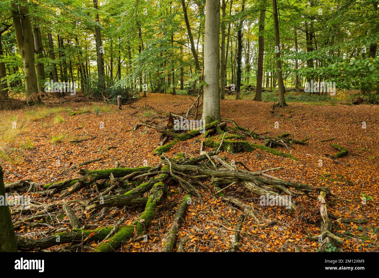 Allemagne, Gescher, Berkel, parc naturel Hohe Mark Westmuensterland, Muensterland, Westphalie, Rhénanie-du-Nord-Westphalie, Gescher-Estern, Château de Brockhusen, 'le château Sunken', monument au sol du Moyen-âge, forêt, Spaetsommer, feuilles d'automne Banque D'Images