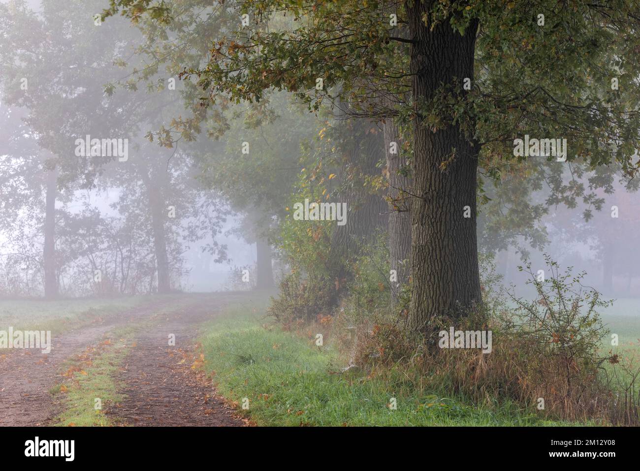 Sentier de campagne avec buissons et arbres le matin brumeux de l'automne Banque D'Images