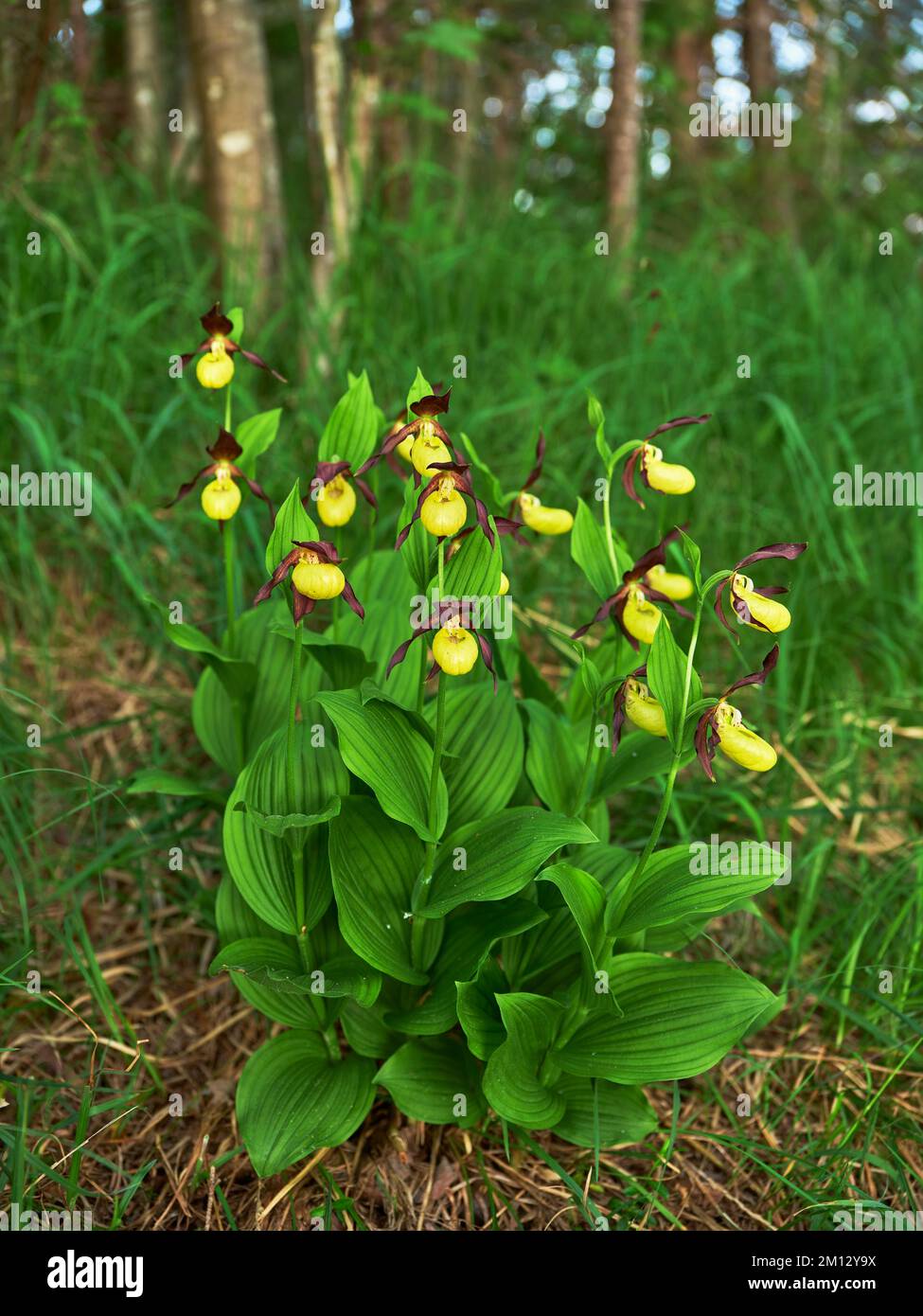 Groupe d'orchidées de lady jaune (Cypripedium calceolus), canton de Schwyz, Suisse, Europe Banque D'Images
