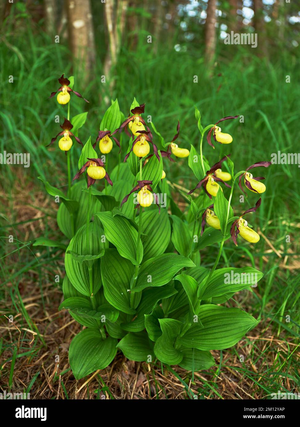 Groupe d'orchidées de lady jaune (Cypripedium calceolus), canton de Schwyz, Suisse, Europe Banque D'Images