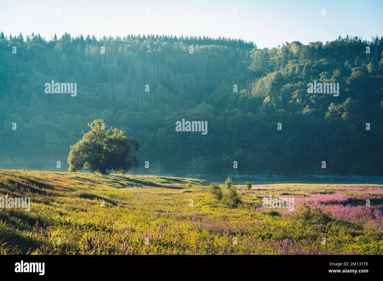 Le matin, ambiance à l'Edersee à Hesse, fleur de pourpre loestrife et un seul arbre en face du Kellerwald en arrière-plan Banque D'Images