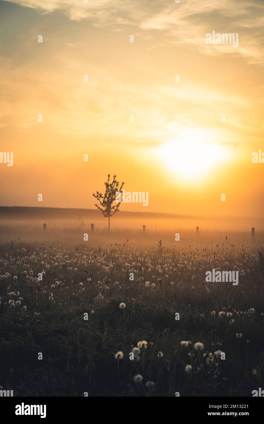 Lever du soleil avec brouillard sur un champ dans le comté de Kassel, clôture de pâturage avec rayons lumineux qui brillent, prairie avec pissenlits et arbres simples Banque D'Images